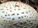 Amanita ravenelii image