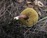 Boletus zelleri image