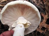 Amanita ravenelii image