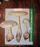 Amanita ravenelii image