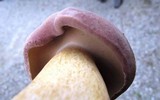 Tylopilus rubrobrunneus image