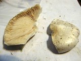 Amanita thiersii image