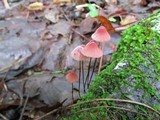 Marasmius pulcherripes image