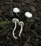 Hygrocybe russocoriacea image