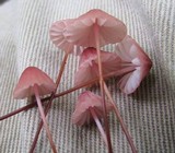 Marasmius pulcherripes image