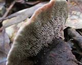 Hydnellum spongiosipes image