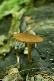 Phaeomarasmius erinaceus image