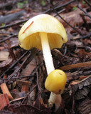 Bolbitius vitellinus image