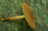 Phaeomarasmius erinaceus image