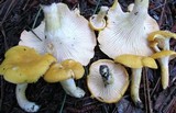 Cantharellus phasmatis image