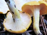 Cantharellus phasmatis image