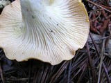 Cantharellus phasmatis image