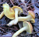 Cantharellus lewisii image