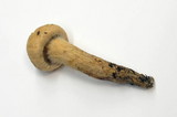 Chroogomphus tomentosus image