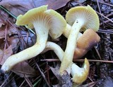 Cantharellus lewisii image