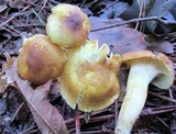 Cantharellus lewisii image