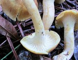 Cantharellus lewisii image