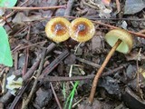 Crinipellis zonata image