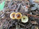 Crinipellis zonata image
