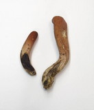 Clavariadelphus occidentalis image