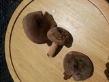 Lactarius corrugis image