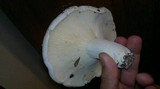 Lactarius piperatus image