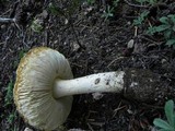 Amanita aprica image