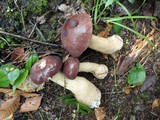 Tylopilus rubrobrunneus image