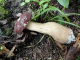 Tylopilus rubrobrunneus image