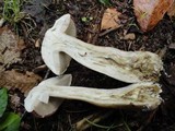 Tylopilus rubrobrunneus image