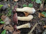 Tylopilus rubrobrunneus image