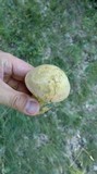 Boletus luridus image
