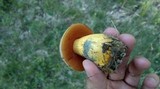 Boletus luridus image