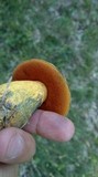 Boletus luridus image