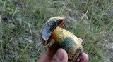 Boletus luridus image
