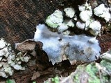 Reticularia lycoperdon image