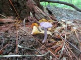Cortinarius iodes image