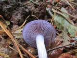 Cortinarius iodes image