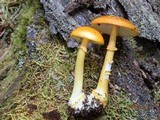 Amanita flavoconia var. flavoconia image