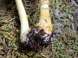 Amanita flavoconia var. flavoconia image