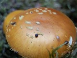 Amanita flavoconia var. flavoconia image