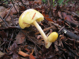 Bolbitius vitellinus image