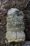 Fomitopsis officinalis image