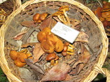 Gymnopilus flavidellus image