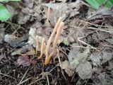 Clavaria argillacea image