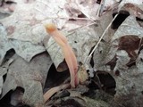 Clavaria argillacea image