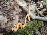 Clavaria argillacea image
