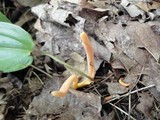 Clavaria argillacea image
