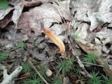Clavaria argillacea image