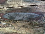 Image of Annulohypoxylon atroroseum